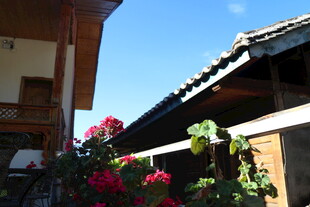 庭院中绽放的艳丽花朵