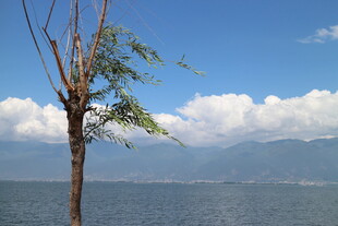 湖畔孤树伴蓝天与远山