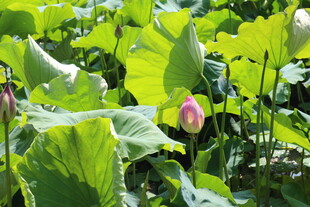 夏日荷塘中的荷花与荷叶