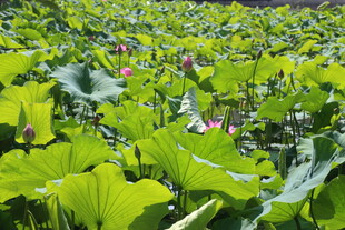 夏日荷塘绿意盎然