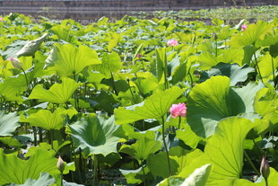 荷塘荷花绿意盎然