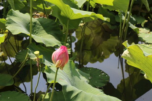 荷塘中娇艳待放的荷花