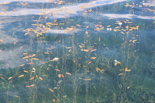 水面漂浮的金黄落叶