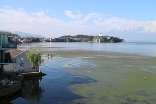 湖畔景致 水面泛绿的宁静画面