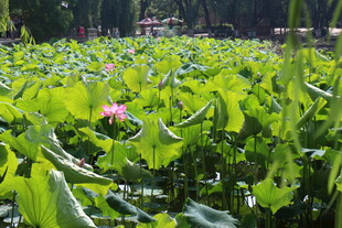 夏日荷塘绿意中的娇艳荷花