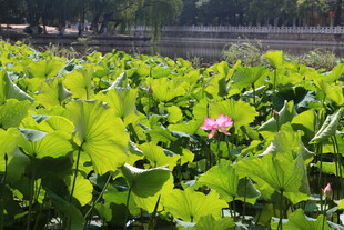 荷塘中绽放的娇艳荷花