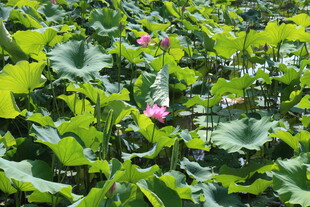 夏日荷塘绽放的娇艳荷花