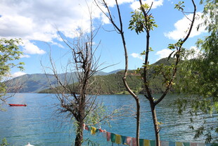 湖畔风光 枯树经幡伴碧水