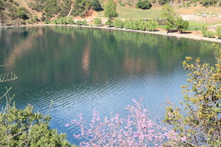 湖畔繁花映碧水