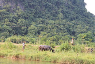 山间草地牛群悠然景象