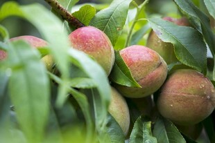 枝头鲜嫩桃子挂满绿叶间