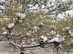 松枝覆雪