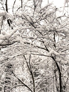 雪覆树枝