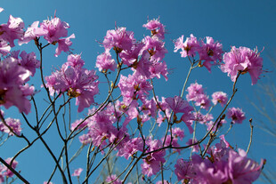 紫花