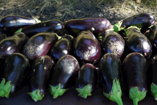 紫茄子