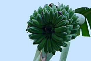香蕉