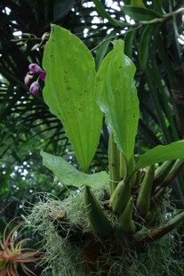 观叶花草  