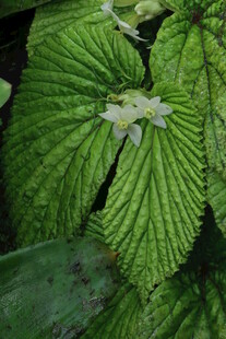 热带植物 
