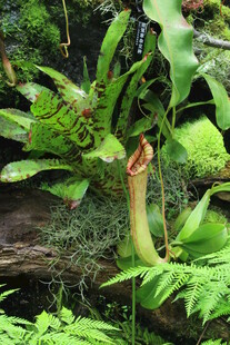 热带植物 