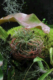观叶花草  