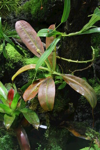 热带植物  