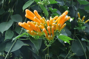炮仗花  