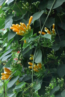 炮仗花  