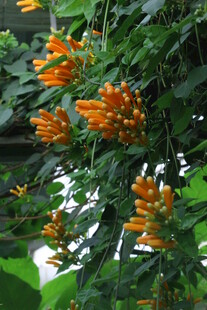 炮仗花  