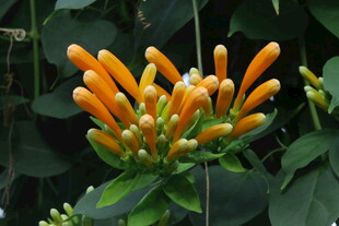 炮仗花 