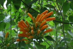 炮仗花  