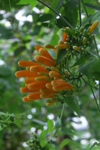 炮仗花  
