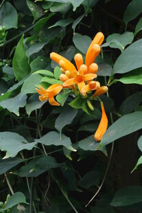 炮仗花  