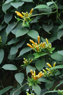 炮仗花 