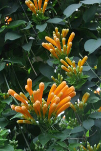 炮仗花 