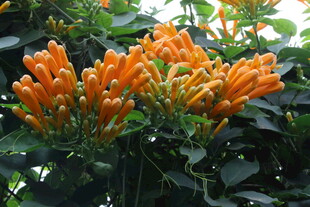 炮仗花 