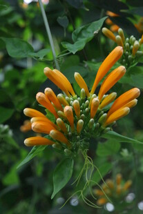 炮仗花 