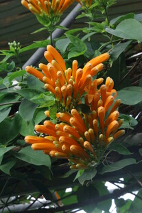 炮仗花 