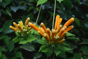 炮仗花  
