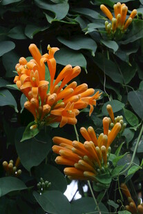 炮仗花 