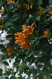 炮仗花 