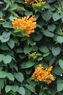 炮仗花 