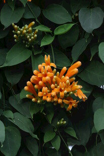 炮仗花  