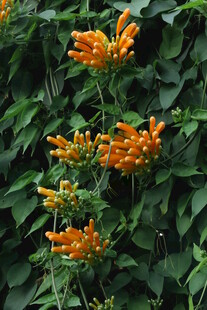 炮仗花 