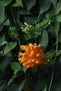 炮仗花  