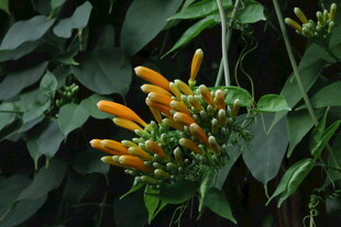 炮仗花  
