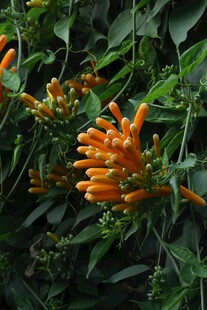 炮仗花 