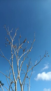 蓝天枯枝景象
