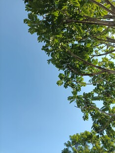 仰视绿树蓝天美景