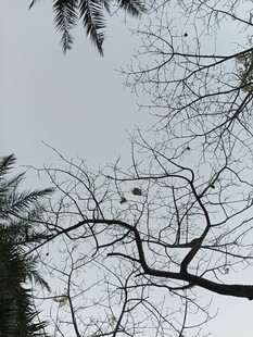 树枝与天空的冬日景象