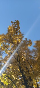 秋日金黄树林蓝天美景